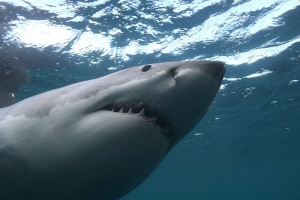 phoca_thumb_m_GW11 Zdjęcia