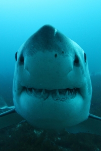 phoca_thumb_m_GW7 Zdjęcia