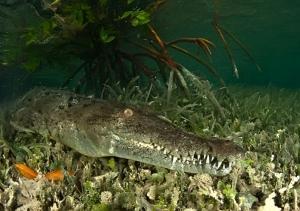 phoca_thumb_m_gCS7_2846 Zdjęcia