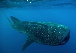 phoca_thumb_m_gCS7_3377 Zdjęcia
