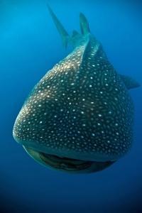 phoca_thumb_m_gCS7_3379 Zdjęcia