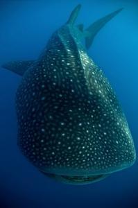 phoca_thumb_m_gCS7_3380 Zdjęcia