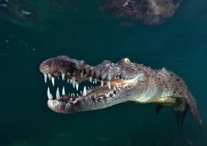 phoca_thumb_m_gCS7_9245 Zdjęcia