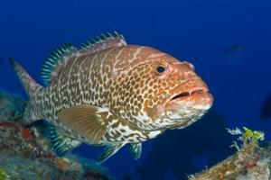 phoca_thumb_m_gCSA_3689 Zdjęcia