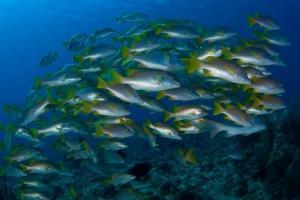 phoca_thumb_m_gCSA_3796 Zdjęcia