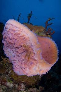 phoca_thumb_m_gCSA_4424 Zdjęcia