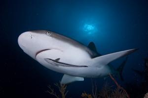 phoca_thumb_m_gCSA_5128 Zdjęcia