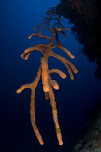 phoca_thumb_m_gCSA_5402 Zdjęcia