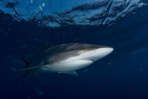 phoca_thumb_m_gCSA_5712 Zdjęcia
