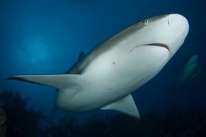 phoca_thumb_m_gCSA_5974 Zdjęcia