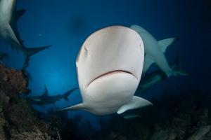 phoca_thumb_m_gCSA_5998 Zdjęcia