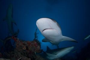phoca_thumb_m_gCSA_5999 Zdjęcia