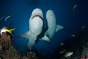 phoca_thumb_m_gCSA_6029 Zdjęcia