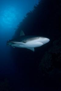 phoca_thumb_m_gCSA_6150 Zdjęcia