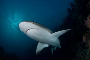 phoca_thumb_m_gCSA_6224 Zdjęcia