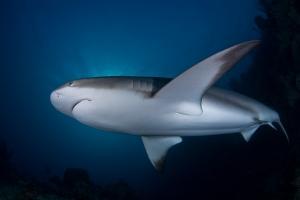 phoca_thumb_m_gCSA_6225 Zdjęcia