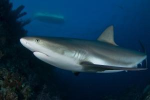 phoca_thumb_m_gCSA_6233 Zdjęcia