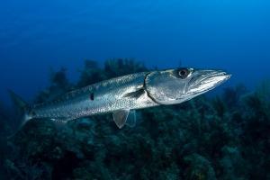 phoca_thumb_m_gCSA_6276 Zdjęcia