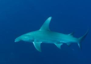 phoca_thumb_m_gCSA_6795 Zdjęcia