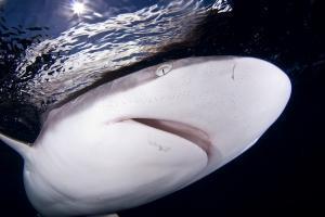 phoca_thumb_m_gCSA_6850 Zdjęcia