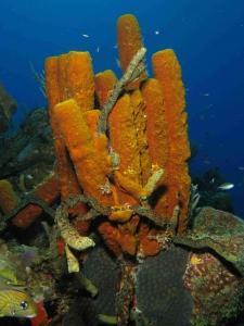 phoca_thumb_m_IMG_0488 Zdjęcia