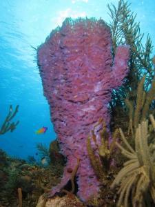 phoca_thumb_m_IMG_0530 Zdjęcia