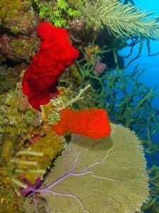 phoca_thumb_m_IMG_3596 Zdjęcia