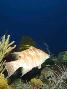 phoca_thumb_m_IMG_7500 Zdjęcia