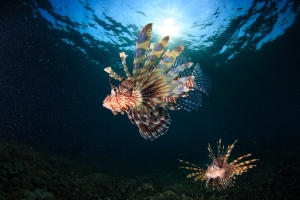 phoca_thumb_m__MGL7111 Zdjęcia