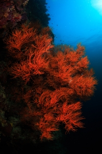 phoca_thumb_m__MGL8885 Zdjęcia