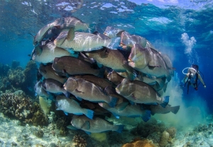 phoca_thumb_m_sipadan6 Zdjęcia