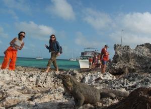 phoca_thumb_m_CAYO_IGUANA Zdjęcia