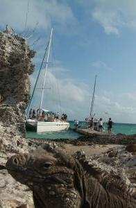 phoca_thumb_m_CAYO_IGUANA_2 Zdjęcia