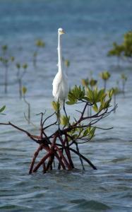 phoca_thumb_m_FAUNA_1 Zdjęcia
