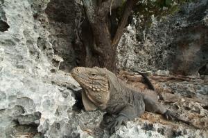 phoca_thumb_m_IGUANA Zdjęcia