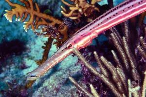phoca_thumb_m_image024 Zdjęcia