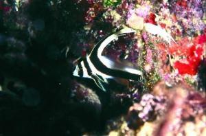 phoca_thumb_m_image025 Zdjęcia