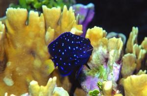 phoca_thumb_m_image026 Zdjęcia