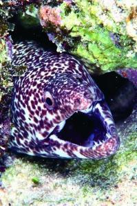 phoca_thumb_m_image028 Zdjęcia