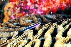 phoca_thumb_m_image037 Zdjęcia