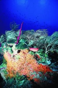 phoca_thumb_m_image041 Zdjęcia