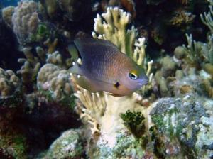 phoca_thumb_m_image052 Zdjęcia