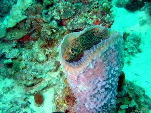 phoca_thumb_m_image053 Zdjęcia