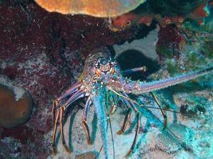 phoca_thumb_m_image054 Zdjęcia