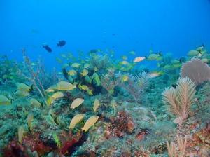 phoca_thumb_m_image058 Zdjęcia