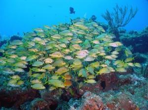 phoca_thumb_m_image060 Zdjęcia