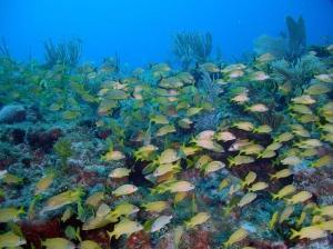 phoca_thumb_m_image061 Zdjęcia