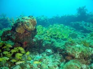 phoca_thumb_m_image062 Zdjęcia