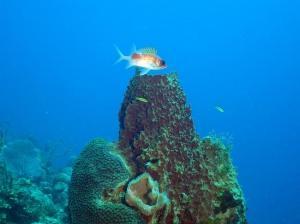 phoca_thumb_m_image066 Zdjęcia