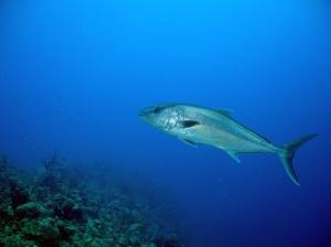 phoca_thumb_m_image067 Zdjęcia
